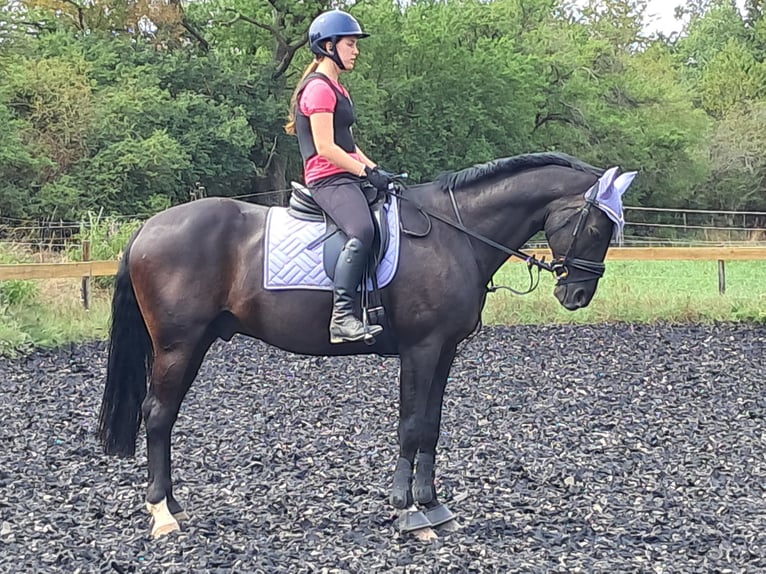Hanovrien Hongre 9 Ans 168 cm Noir in Bad sobernheim