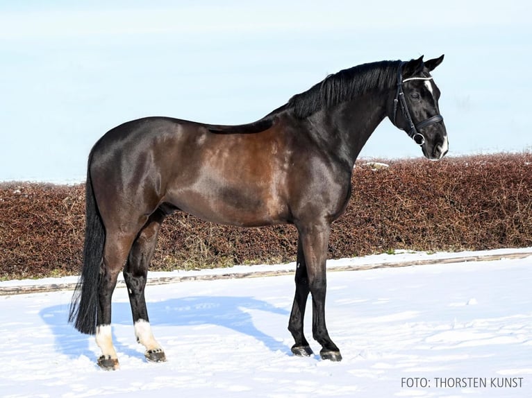 Hanovrien Hongre 9 Ans 168 cm Noir in Verden