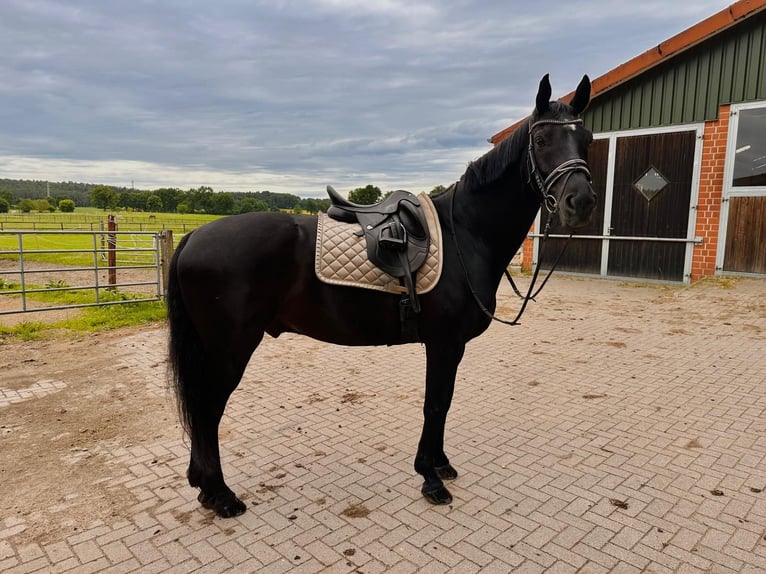 Hanovrien Hongre 9 Ans 169 cm Bai brun in L&#xFC;neburg
