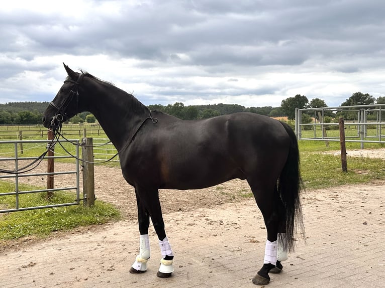 Hanovrien Hongre 9 Ans 169 cm Bai brun in L&#xFC;neburg