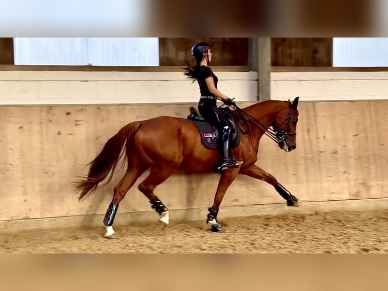 Hanovrien Hongre 9 Ans 170 cm Alezan in Bexbach