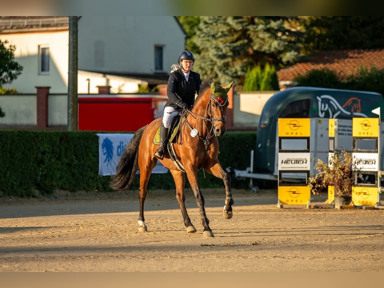 Hanovrien Hongre 9 Ans 170 cm Bai in Parthenstein