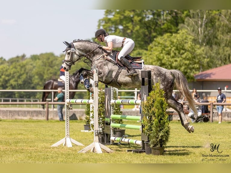 Hanovrien Hongre 9 Ans 170 cm Gris pommelé in Rottweil