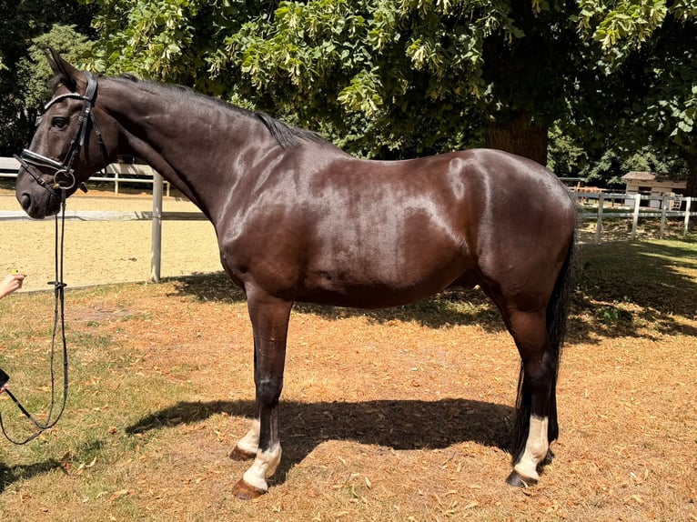 Hanovrien Hongre 9 Ans 170 cm Noir in Hamm