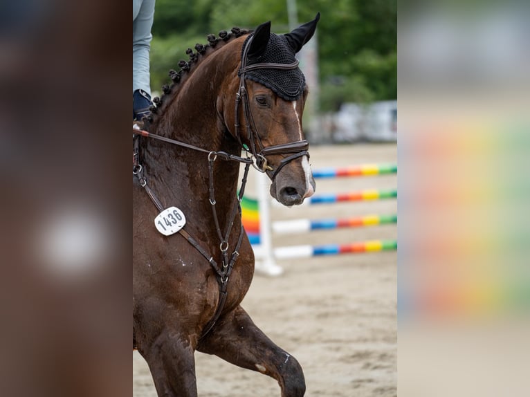 Hanovrien Hongre 9 Ans 171 cm Alezan brûlé in Langenfeld