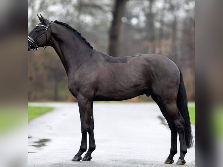 Hanovrien Hongre 9 Ans 171 cm  in Niederalm