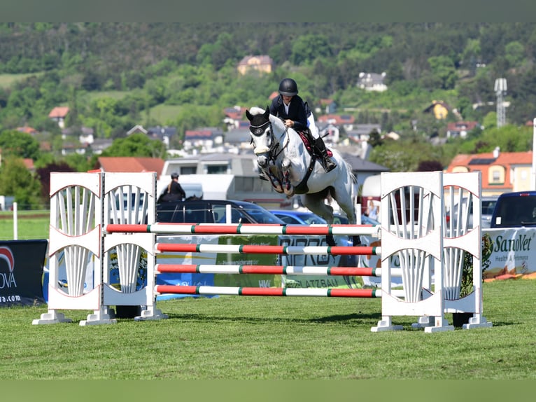 Hanovrien Hongre 9 Ans 171 cm Gris in Tulln