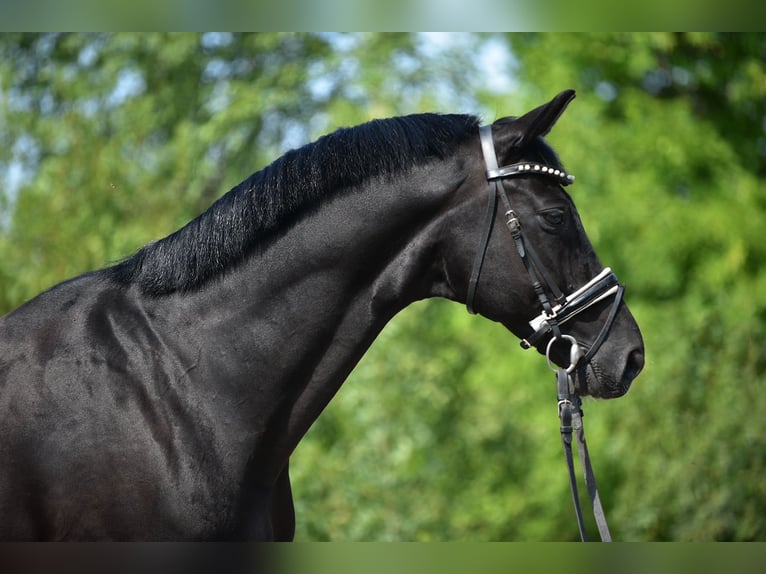 Hanovrien Hongre 9 Ans 171 cm Noir in Csabacs&#x171;d