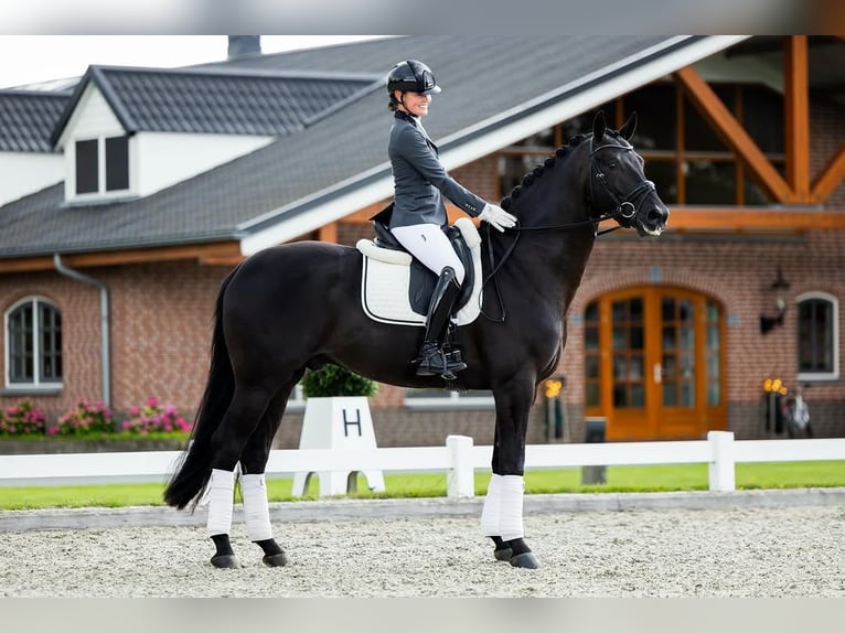 Hanovrien Hongre 9 Ans 172 cm  in Zürich