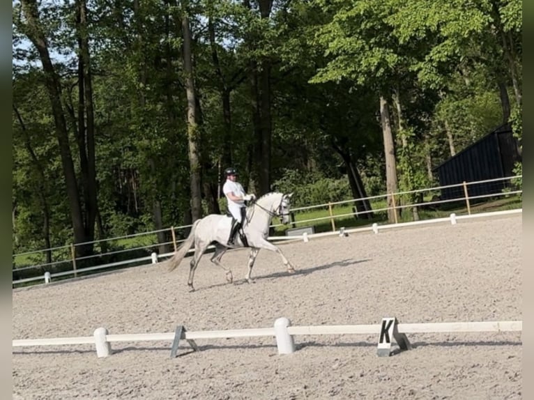 Hanovrien Hongre 9 Ans 172 cm Gris in Puurs