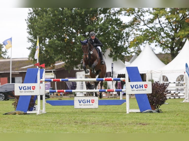 Hanovrien Hongre 9 Ans 173 cm Bai brun in Seegebiet Mansfelder Land