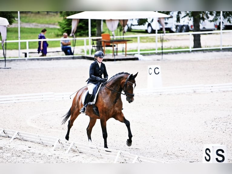 Hanovrien Hongre 9 Ans 173 cm Bai cerise in Zalesie Górne