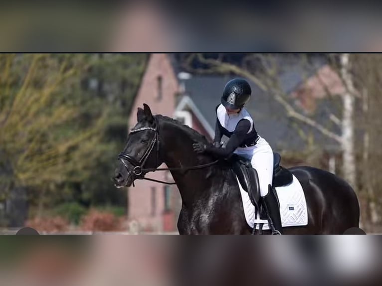 Hanovrien Hongre 9 Ans 173 cm  in Baden