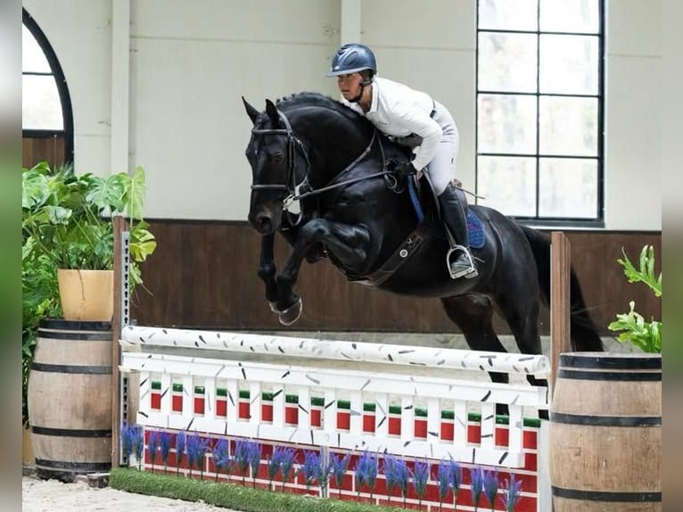 Hanovrien Hongre 9 Ans 173 cm  in Aachen