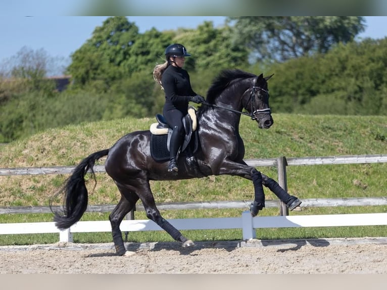 Hanovrien Hongre 9 Ans 173 cm  in Chambésy