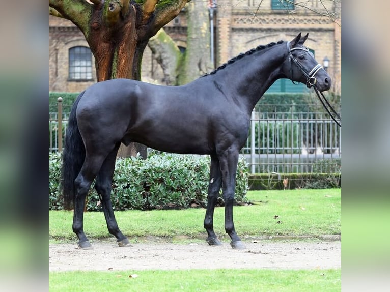 Hanovrien Hongre 9 Ans 173 cm Noir in Austin