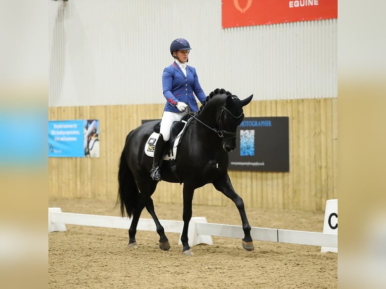 Hanovrien Hongre 9 Ans 173 cm Noir in Münsingen
