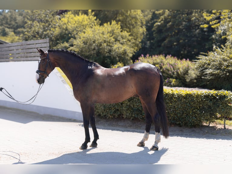 Hanovrien Hongre 9 Ans 174 cm Bai brun in Ladelund