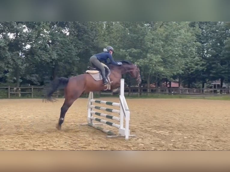 Hanovrien Hongre 9 Ans 174 cm Bai brun in Aurich
