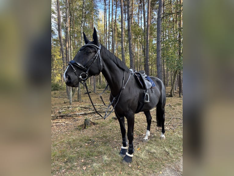 Hanovrien Hongre 9 Ans 174 cm Bai brun foncé in Eimke