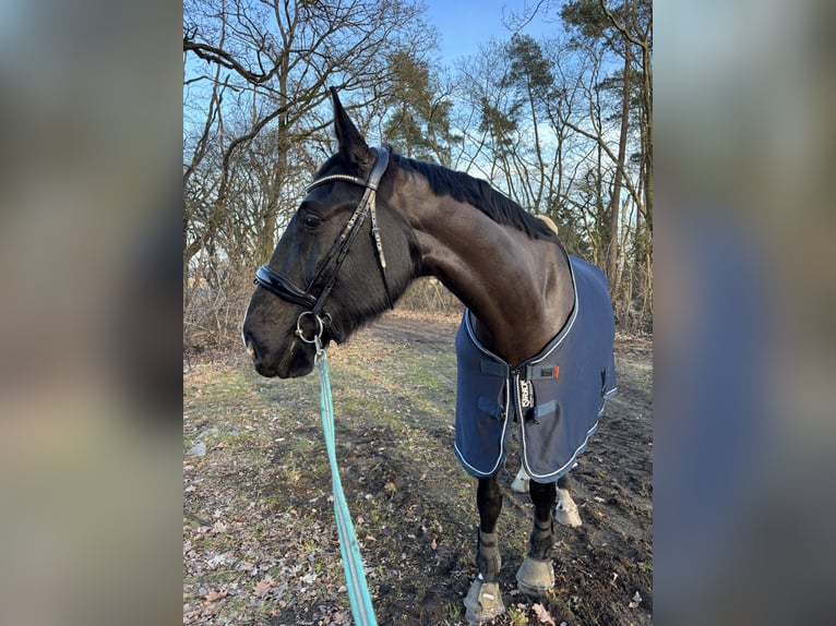 Hanovrien Hongre 9 Ans 174 cm Bai brun foncé in Eimke