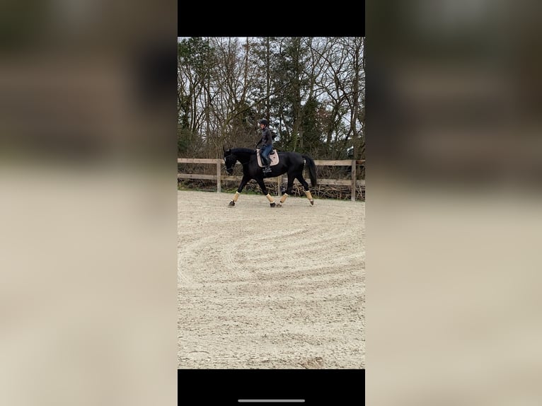Hanovrien Hongre 9 Ans 174 cm Bai brun foncé in Eimke