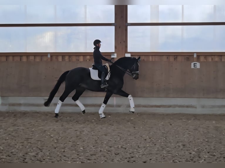 Hanovrien Hongre 9 Ans 174 cm Bai brun foncé in Wiesloch