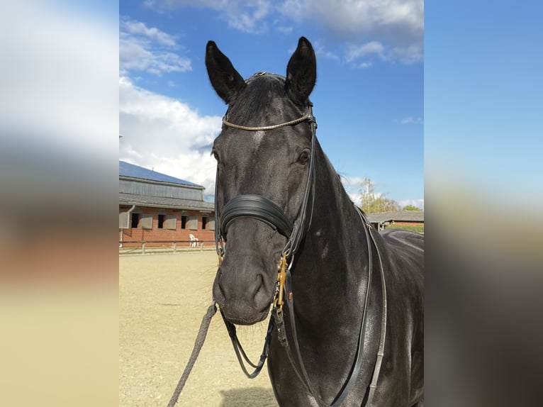Hanovrien Hongre 9 Ans 174 cm Noir in Königslutter am Elm