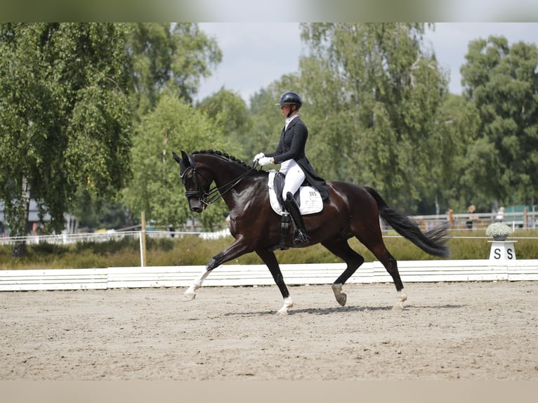 Hanovrien Hongre 9 Ans 174 cm Noir in Wedemark