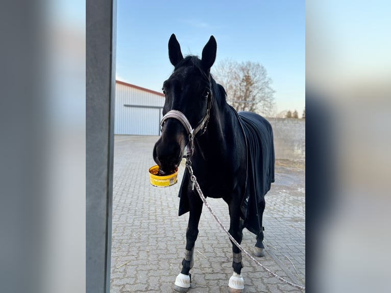 Hanovrien Hongre 9 Ans 175 cm Bai brun foncé in Landesbergen