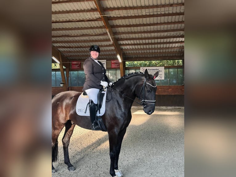 Hanovrien Hongre 9 Ans 175 cm Bai brun foncé in Landesbergen