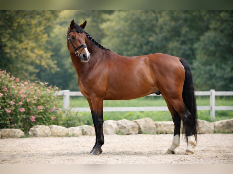 Hanovrien Hongre 9 Ans 175 cm Bai in St remy de provence