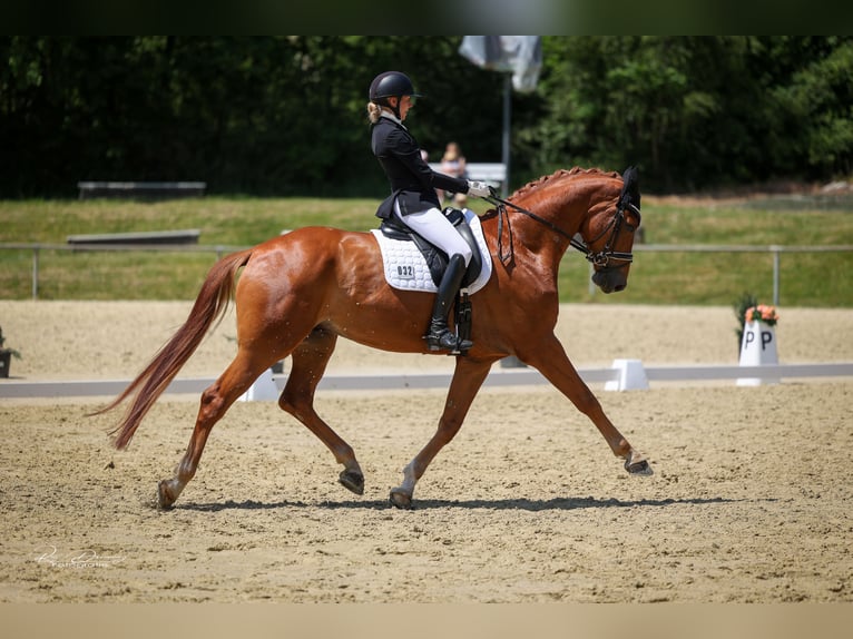Hanovrien Hongre 9 Ans 176 cm Alezan in Bad Soden am Taunus