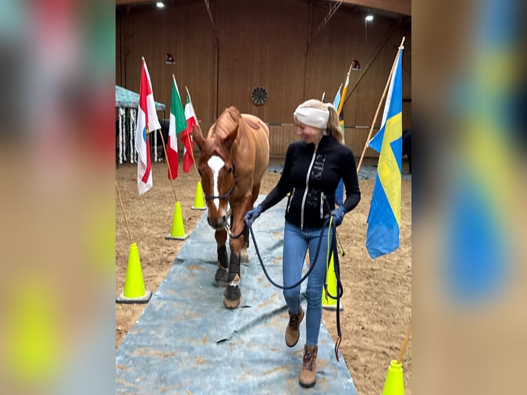 Hanovrien Hongre 9 Ans 176 cm Alezan in Bad Soden am Taunus