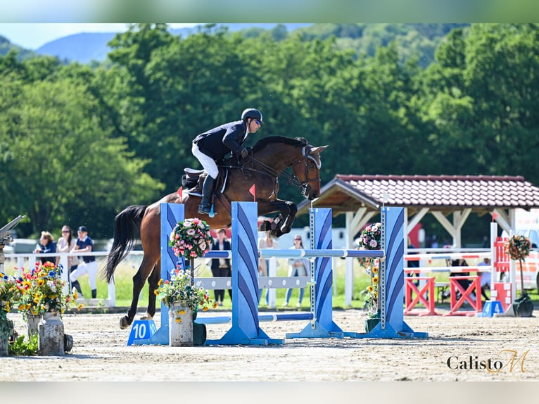 Hanovrien Hongre 9 Ans 176 cm Bai brun in Kühnsdorf