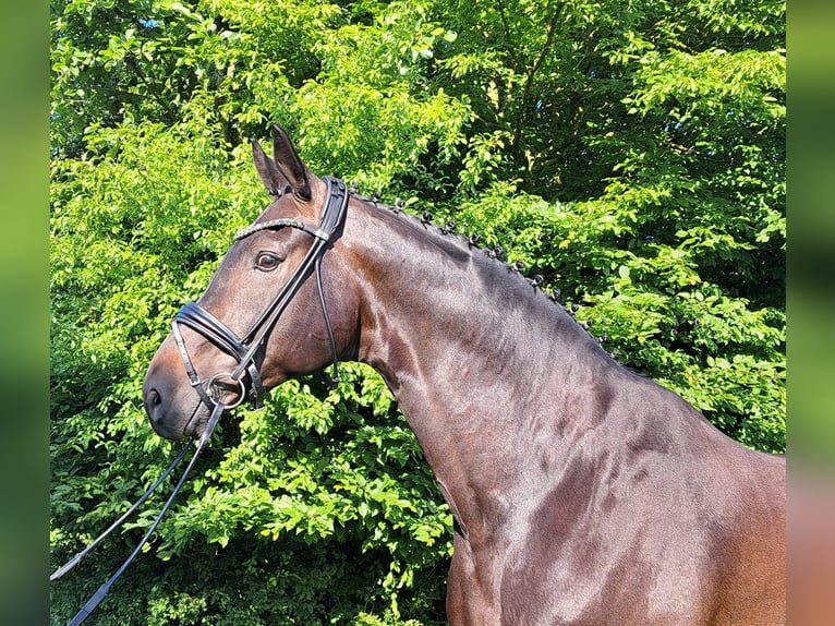 Hanovrien Hongre 9 Ans 178 cm Bai brun in Loxstedt