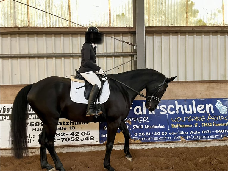 Hanovrien Hongre 9 Ans 178 cm Noir in Pracht