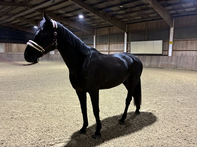 Hanovrien Hongre 9 Ans 178 cm Noir in Pracht