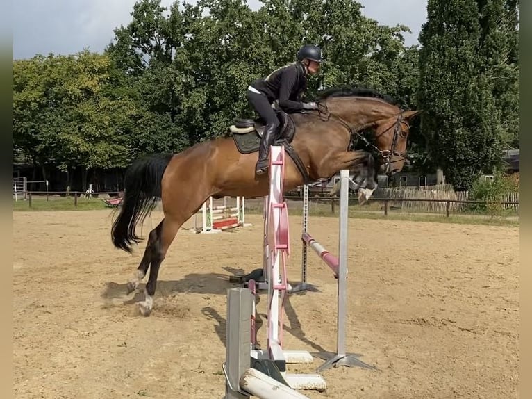 Hanovrien Hongre 9 Ans 180 cm Bai in Schneverdingen