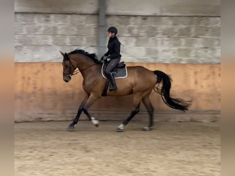 Hanovrien Hongre 9 Ans 180 cm Bai in Schneverdingen