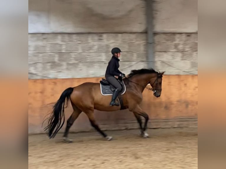 Hanovrien Hongre 9 Ans 180 cm Bai in Schneverdingen