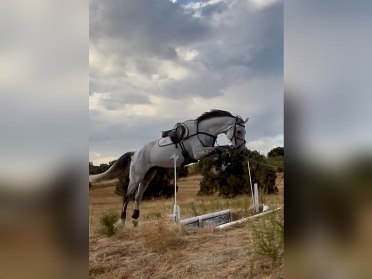 Hanovrien Hongre 9 Ans 181 cm Gris in Brunete
