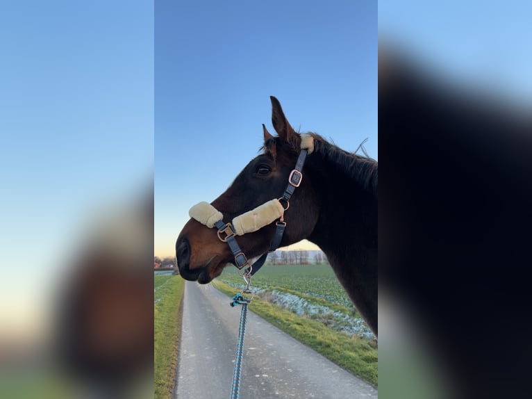 Hanovrien Hongre 9 Ans 185 cm Bai brun in Bad Münder am Deister