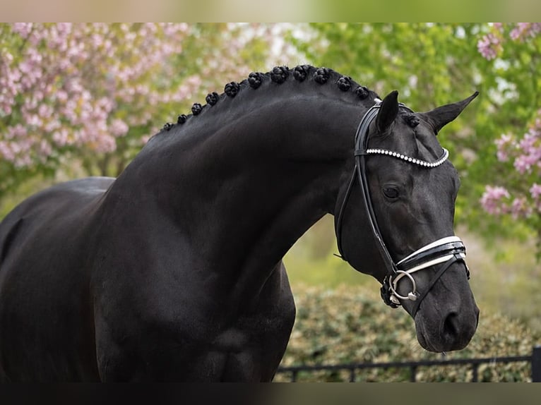 Hanovrien Hongre 9 Ans Noir in Ecublens VD