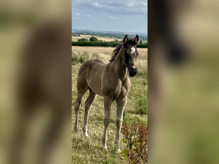 Hanovrien Hongre  173 cm Noir in Staffordshire
