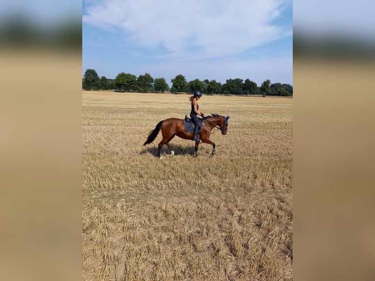 Hanovrien Croisé Jument 10 Ans 155 cm Bai in Brandis