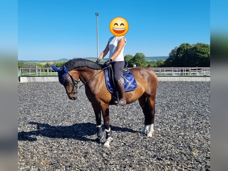 Hanovrien Jument 10 Ans 160 cm Bai brun in Erdmannhausen