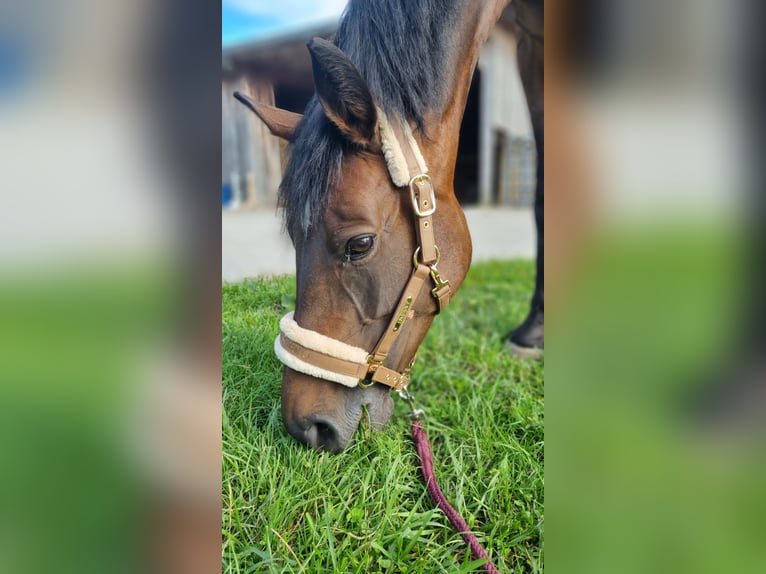 Hanovrien Jument 10 Ans 160 cm Bai brun in Erdmannhausen