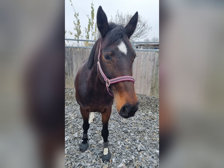 Hanovrien Jument 10 Ans 160 cm Bai brun in Erdmannhausen