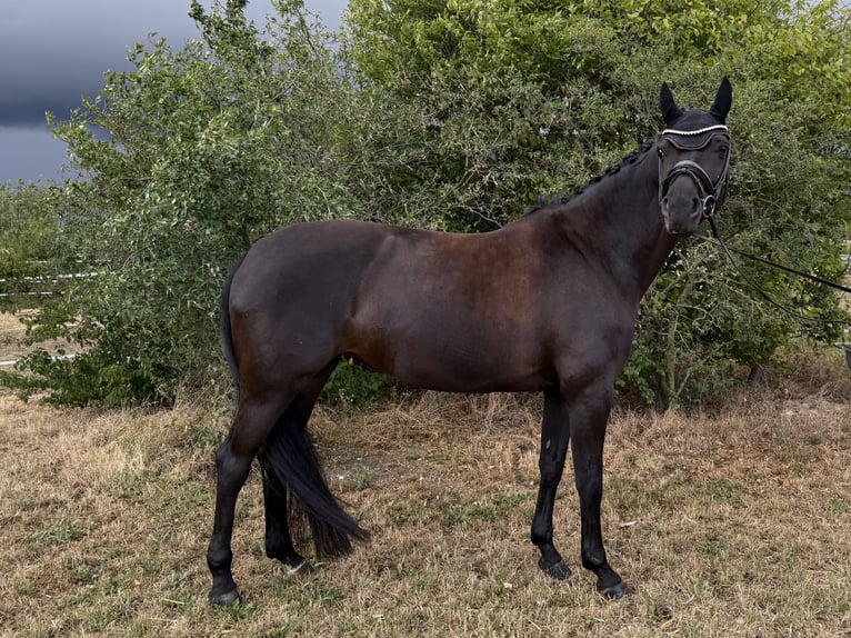 Hanovrien Jument 10 Ans 160 cm Bai brun foncé in Colmberg